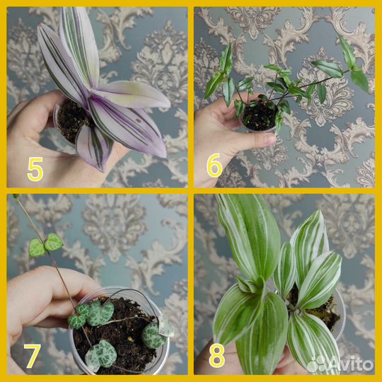 Традесканция, церапегия вуду вар