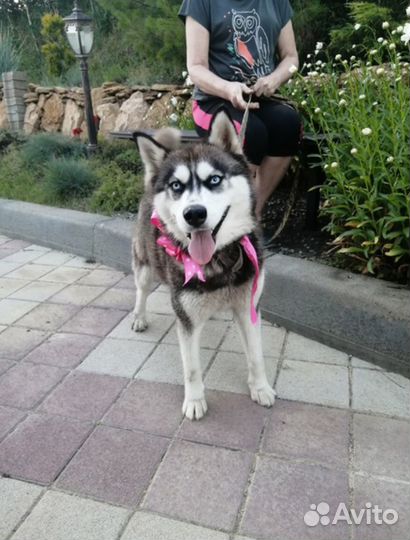 Ищет дом великолепная Собака Линда