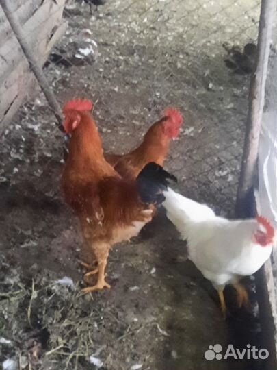 Петухи маран черно медный