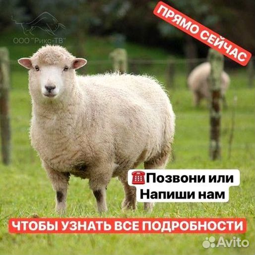 Электропастух.Проволока