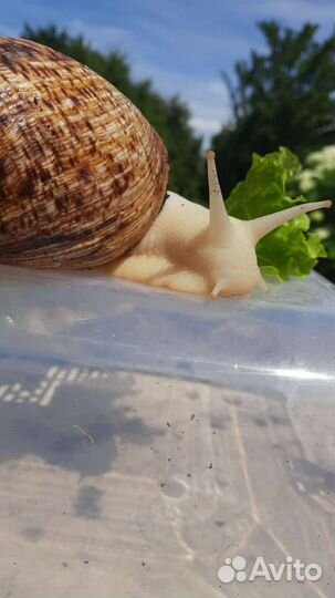 Улитка ахатина