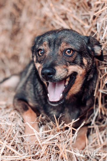 Шерстяная Джаконда в добрые руки