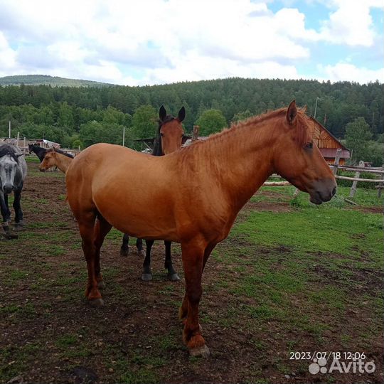 Лошадь жеребец