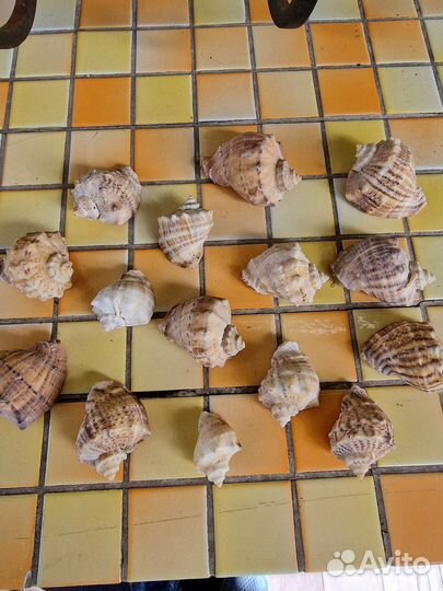 Морские ракушки раковины