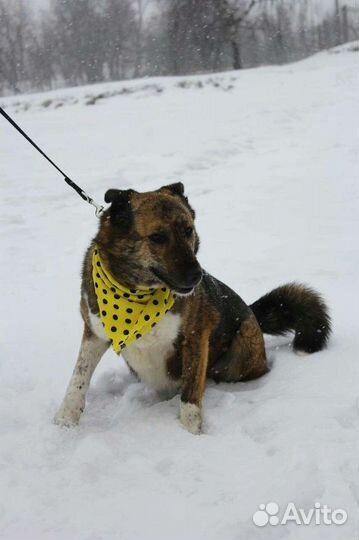 Собака в добрые руки ждет в приюте