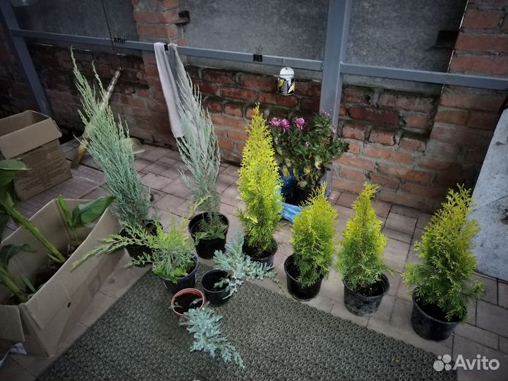 Можжевельник и туя