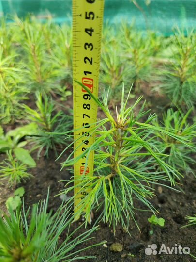 Кедр саженцы / сеянцы