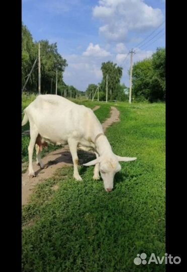 Зааненская дойная коза