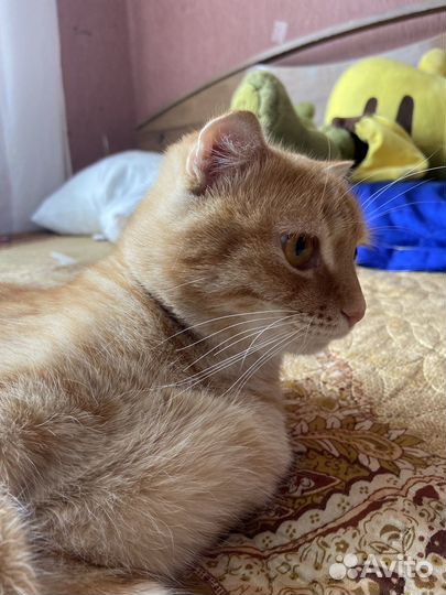 Отдам кота в добрые ручки, котик добрый