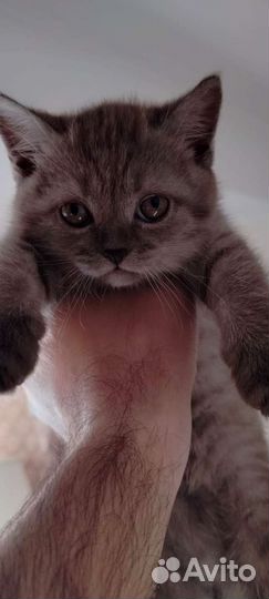 Котята. Шотландцы