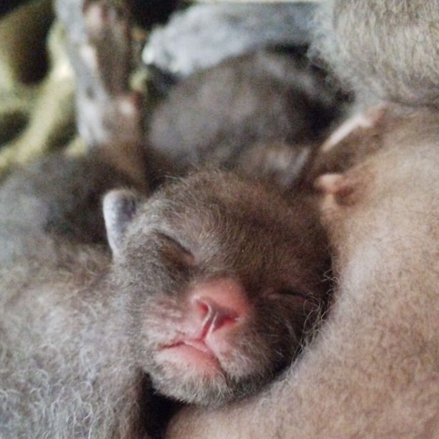 Донской сфинкс котенок