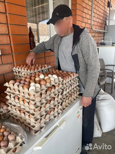 Яйца домашние