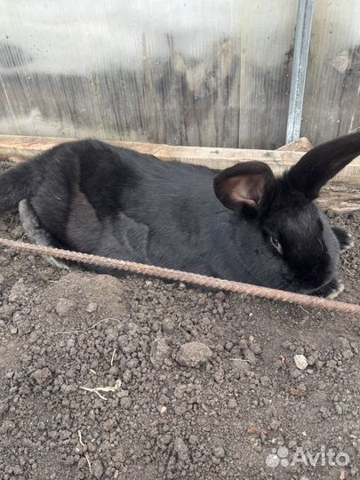 Кролики мясных пород