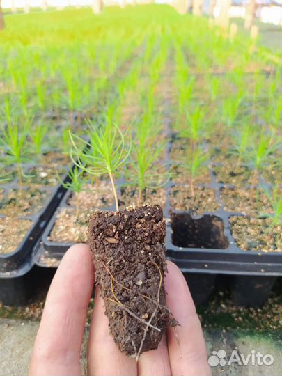 Сеянцы сосны зкс