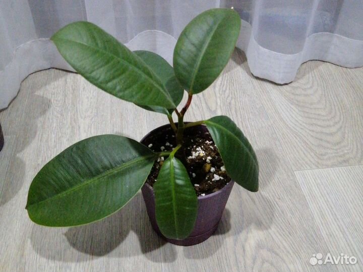 Фикус эластика