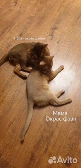 Абиссинская