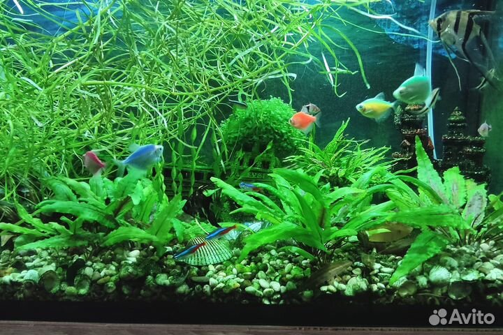 Аквариумные растюшки