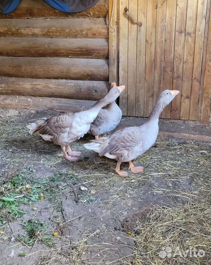 Гуси горбоносые, Гуси холмогоры,Гуси крупные серые