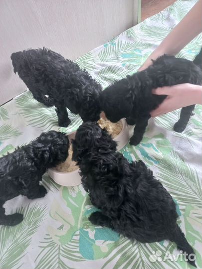 Той-пудель мини