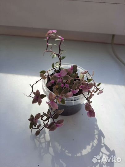 Традесканция/ каллизия