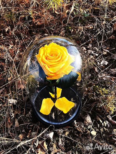 Роза в колбе