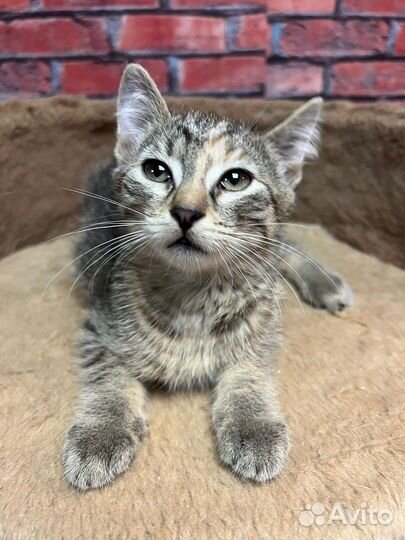 Котенок девочка Мия 2,5 мес