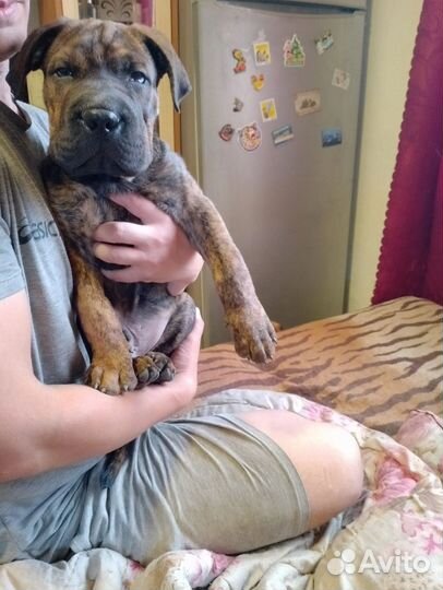 Собаки щенки