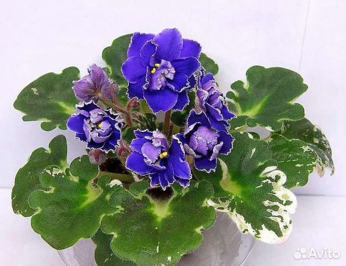 Фиалочки сортовые. Детки, листы