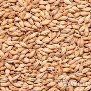 Солод ячменный светлый Pilsner (Курск)