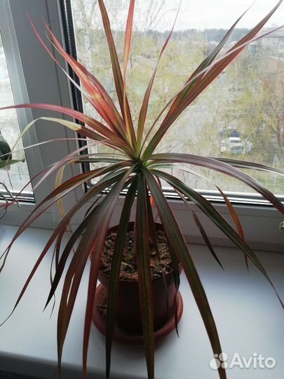 Пальма драцена