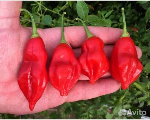 Рассада перца Carolina reaper и не только