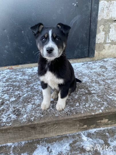 Отдам щенят бесплатно в добрые руки