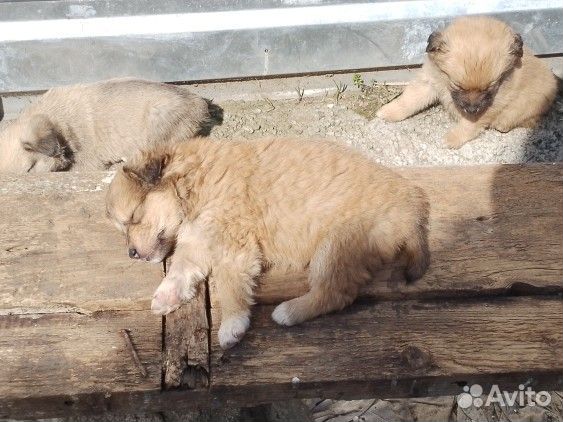 Щенки в добрые руки