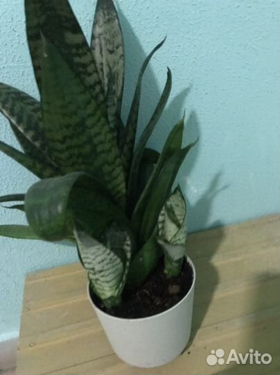 Сансевиерия