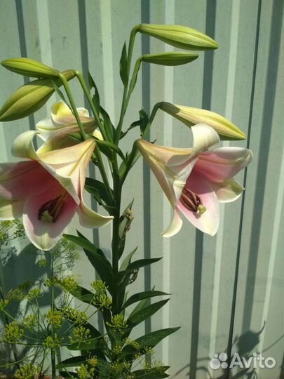 Роза трехлетка, лилия громофон