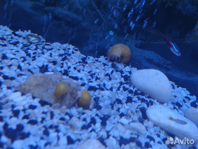 Улитки аквариумные ампулярии