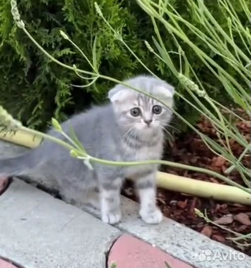Шотландские котята