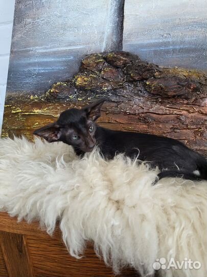 Ориентальные котята