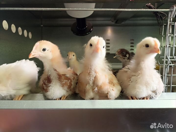 Инкубационное яйцо кур