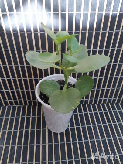 Каланхоэ малыши