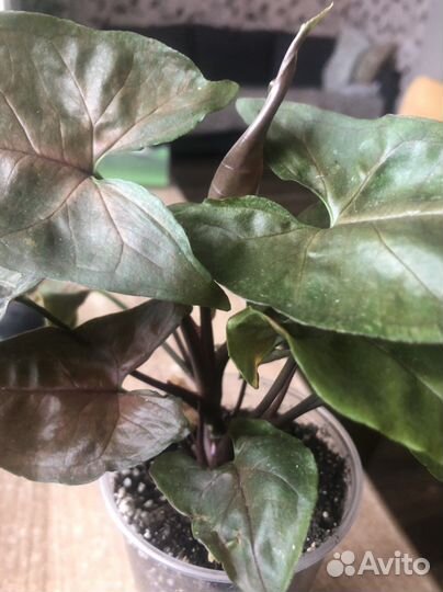 Сингониум арон браун