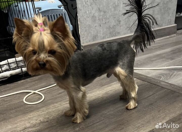 Йоркширский терьер мини