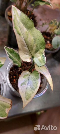 Сингониум Старлайт