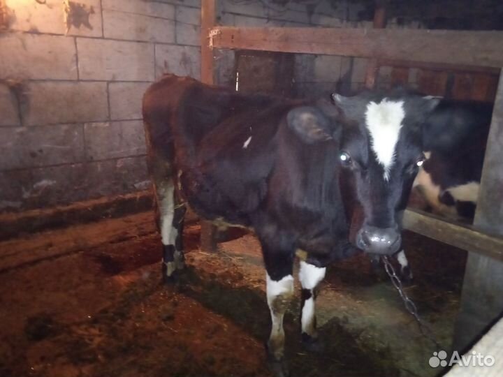 Бычки и быки живым весом