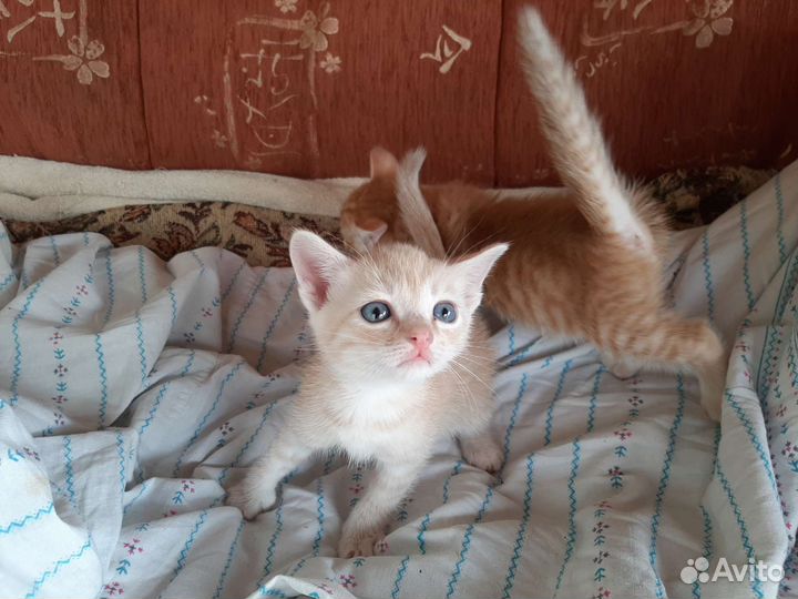 Гладкошерстные котята