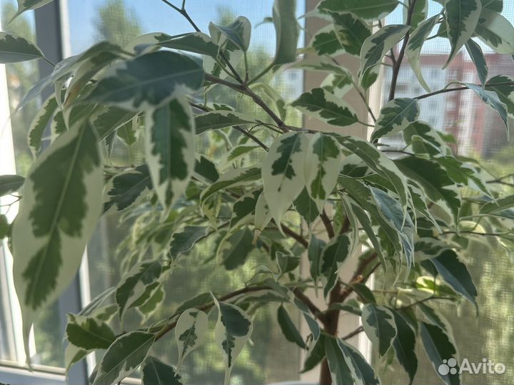 Фикцс Лакия