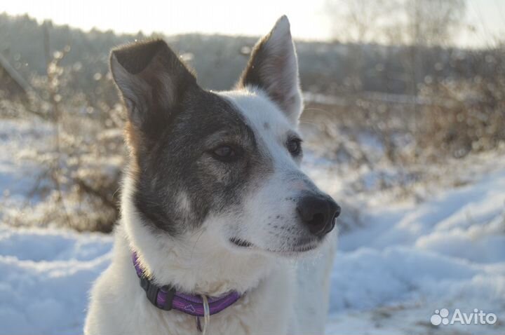 Собака ищет дом