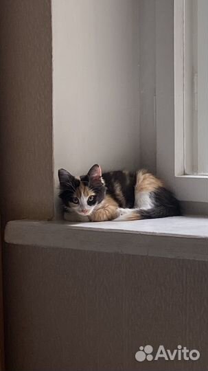 Трехцветная кошка