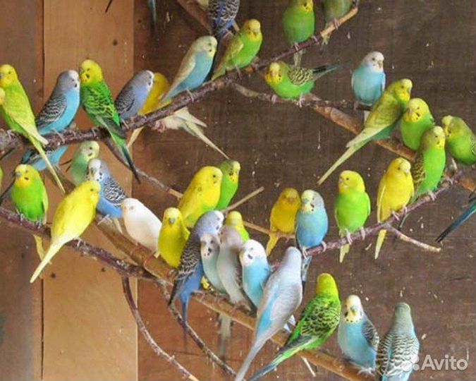 Волнистый попугай