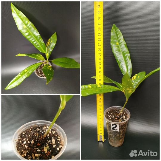 Кротоны, ч. 3